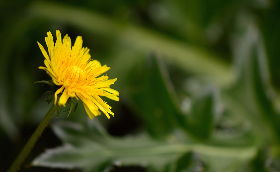 taraxacum officinale flower