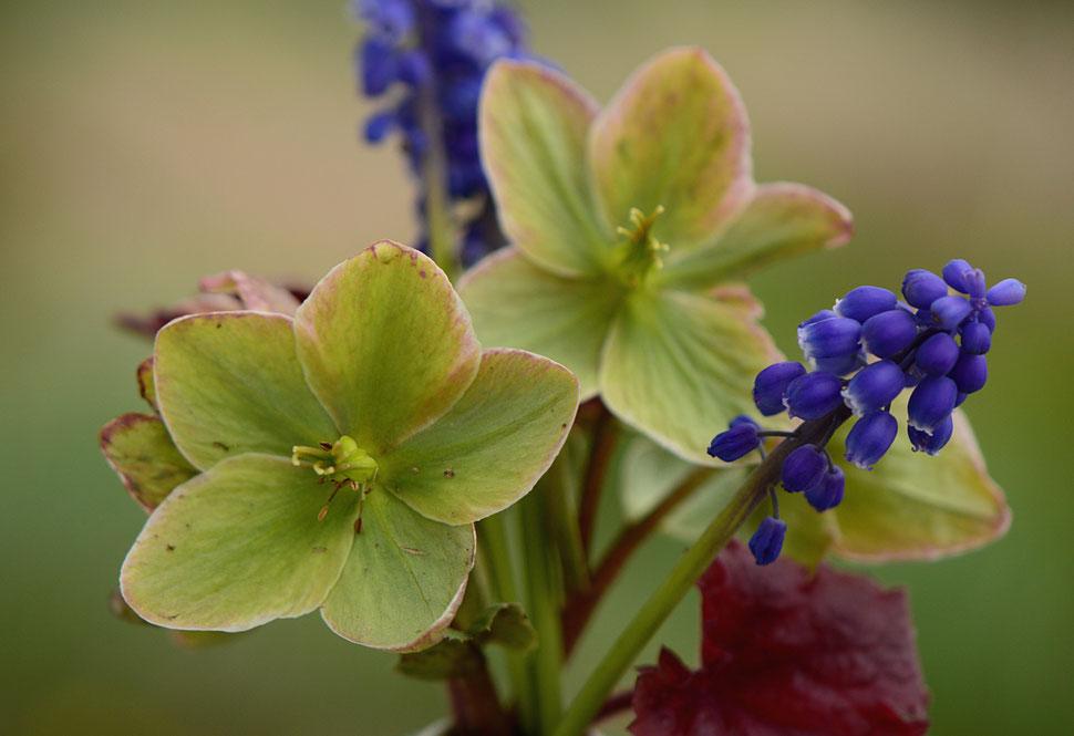 helleborus "Ivory Prince" and muscari for In a Vase on Monday