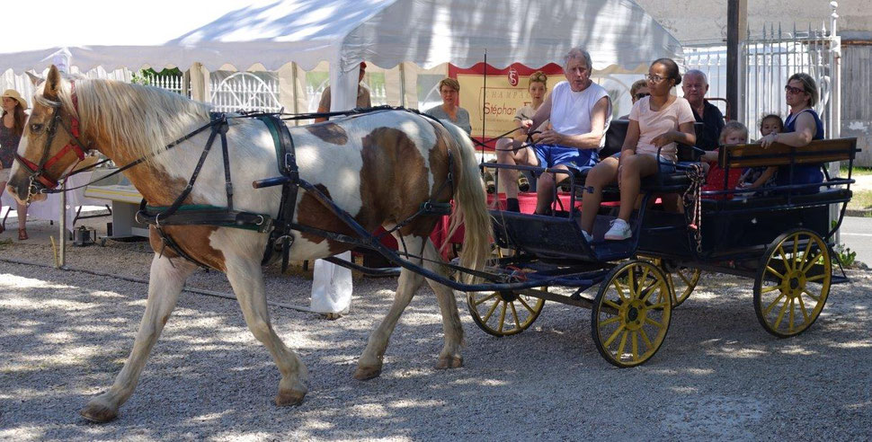 Passionné de chevaux, Edgar Vervaet s'adonne à son loisir préféré : les balades en attelage.