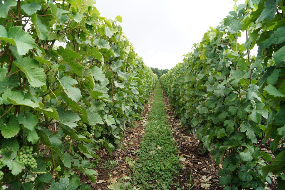 Le vignoble de Vallées-en-Champagne s'étend sur 243 hectares.