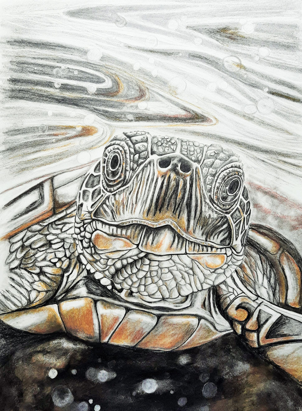 "Schildkröte", 60 x 40 cm gerahmt, Mixed-Media, 2025 | Foto: Gaby Braner 