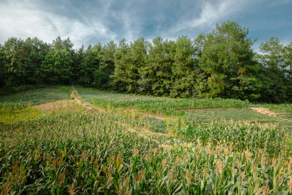 Landverpachten