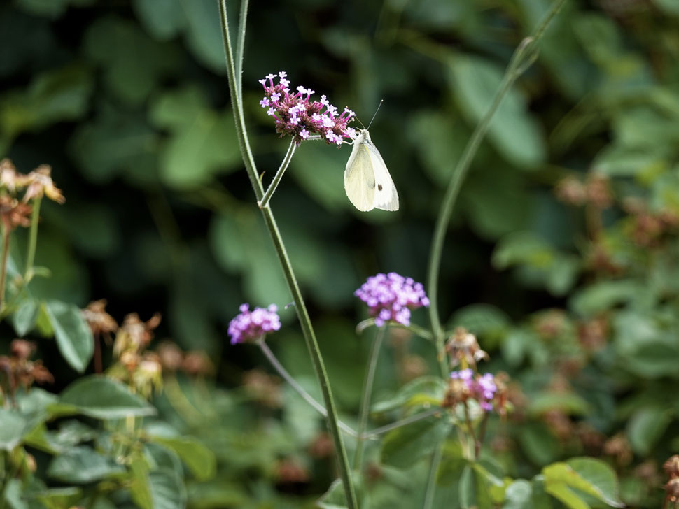 14-150mm@100mm f4.5