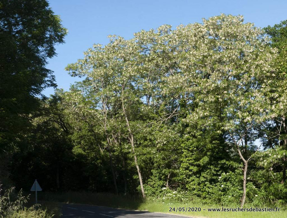 Robinia pseudoacacia, Cévennes, lozère