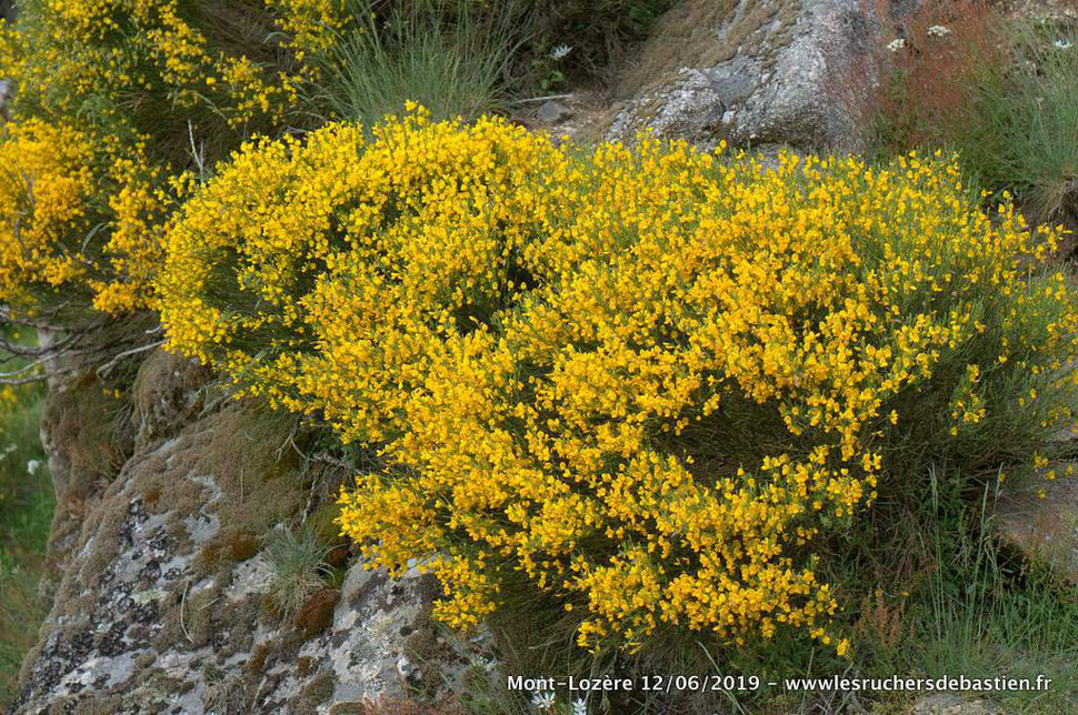 Cytisus oromediterraneus, Mont-Lozère (48)