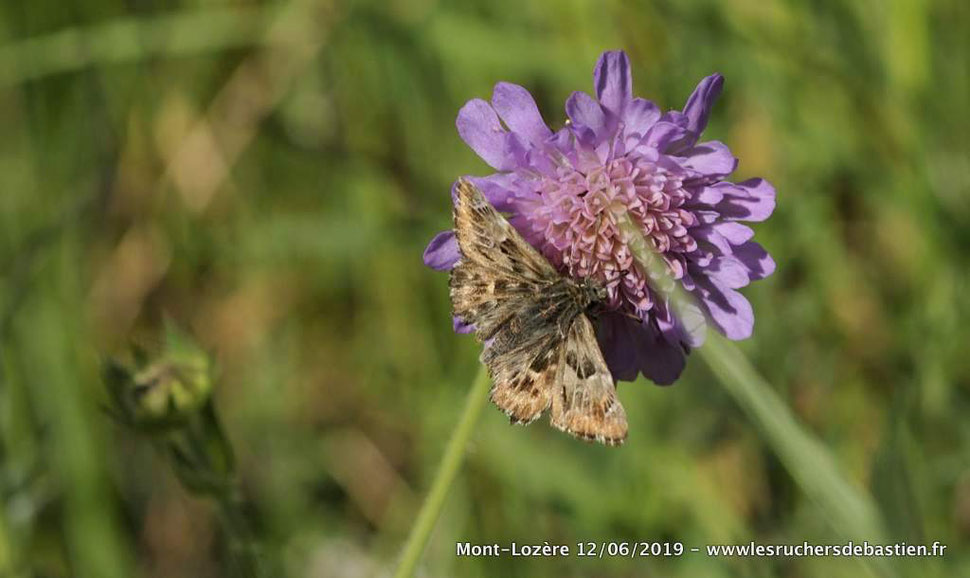 Knautia arvensis, Cévennes, Mont-Lozère