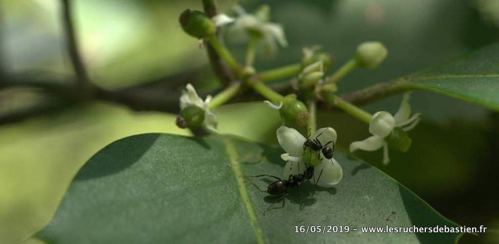 fleur de Houx et fourmis Cévennes