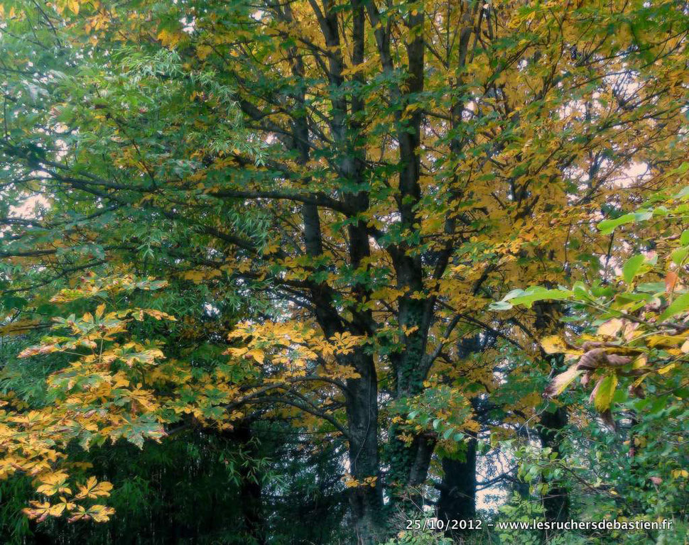 Marronnier en Cévennes automne