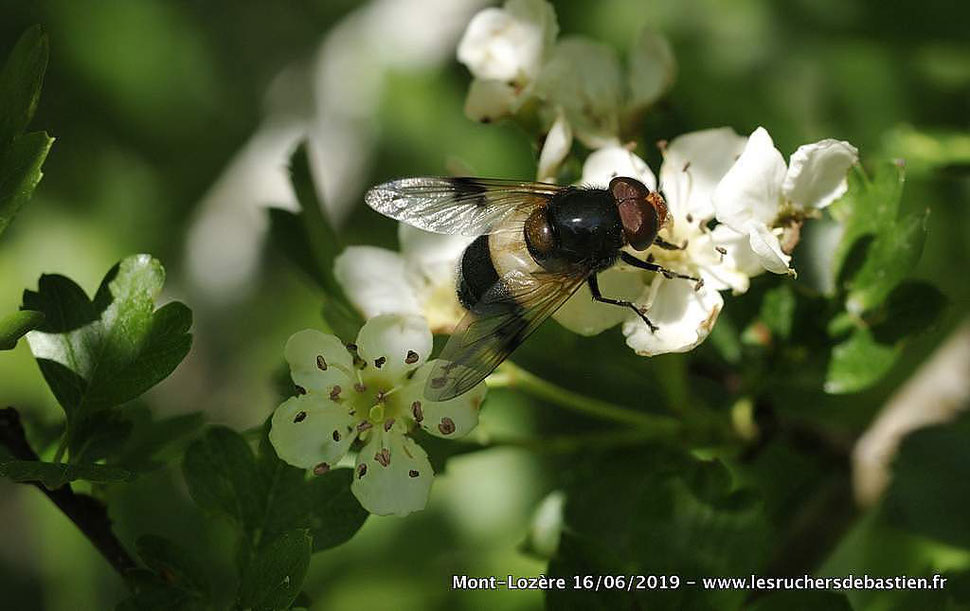 Insecte Volucella pellucens famille des Syphidae sur Crataegus monogyna Lozère