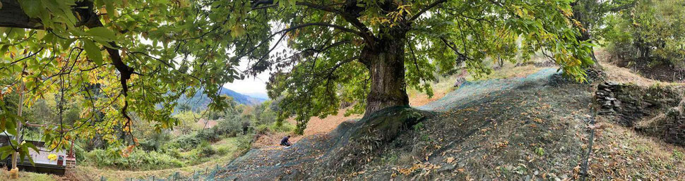 Ramassage des châtaignes à l'automne