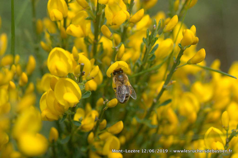 Apis mellifera & Cytisus oromediterraneus