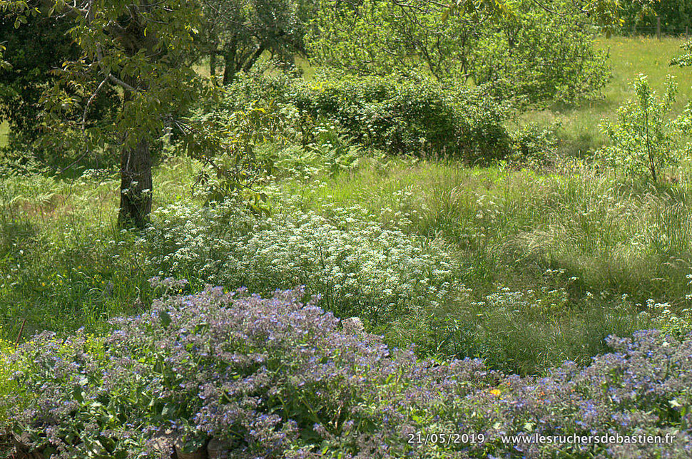 Jardins, praieries au printemps en Cévennes