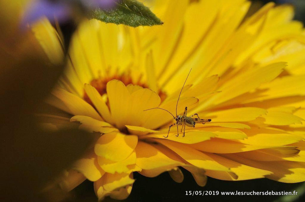 Sauterelle juvénile & calendula officinalis, Ventalon en Cévennes