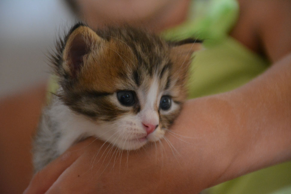Gatto Siberiano Sweetysiberian Sweetysiberian Jimdo Page