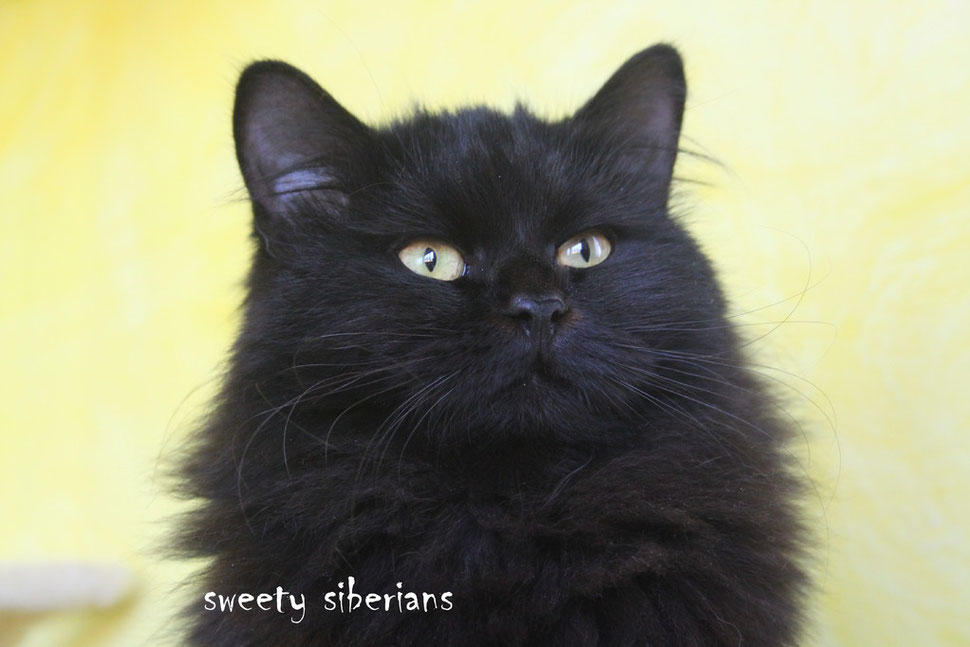 Gatto Siberiano Sweetysiberian Sweetysiberian Jimdo Page