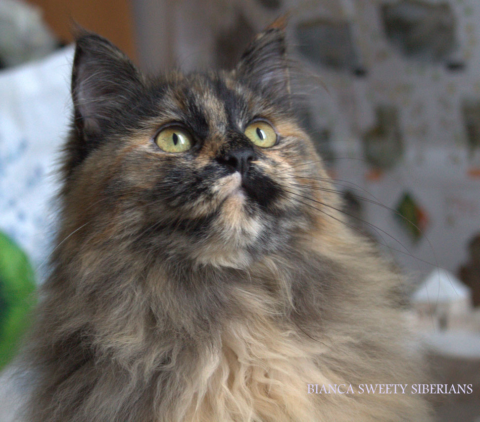 Gatto Siberiano Sweetysiberian Sweetysiberian Jimdo Page