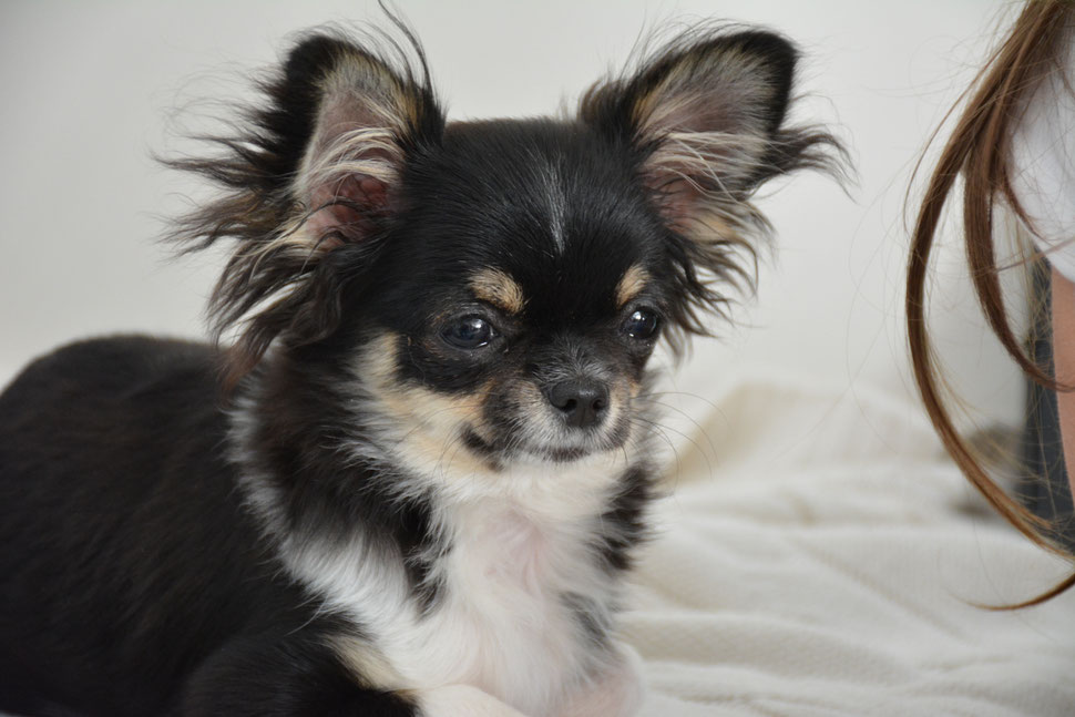 I Nostri Chihuahua A Pelo Lungo Sweetysiberian Jimdo Page Causa problemi di salute affido gratis 1 femmina colore fulvo di 8 anni ,1 maschio di 3 anni abituati stare insieme.altre info in privato,chiamare. i nostri chihuahua a pelo lungo