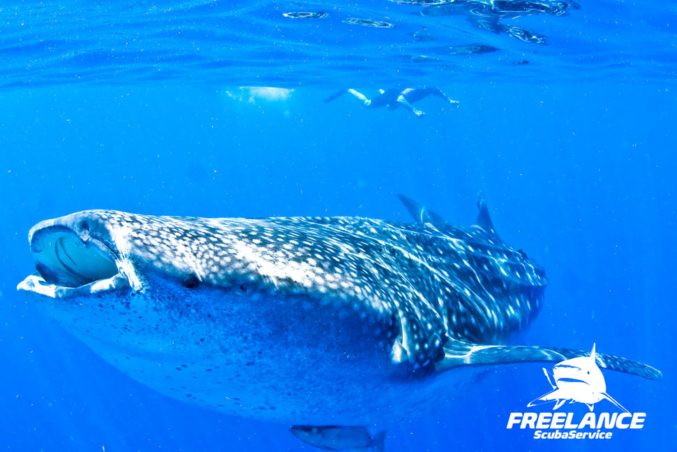 Swim with Giants: Unleashing the Thrill of Whale Shark Season in Riviera Maya