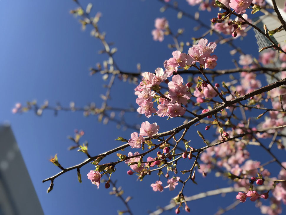 写真：河津桜