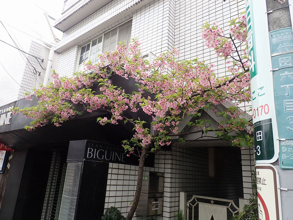 写真：今週の河津桜 葉っぱが目立ってきました