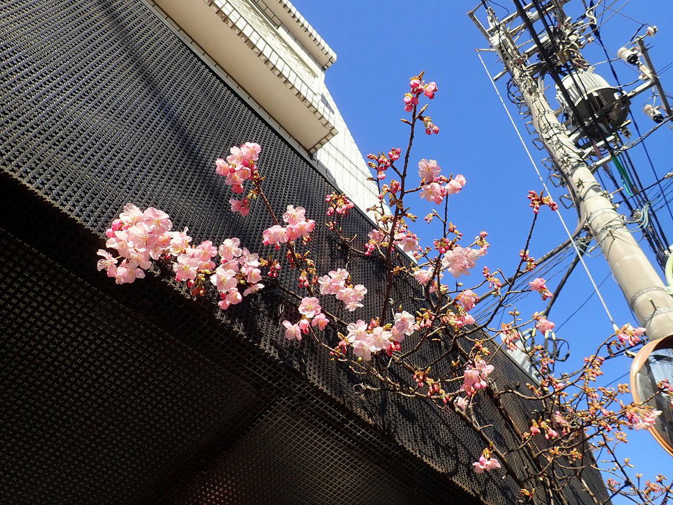 写真：2月26日次々と開花する河津桜