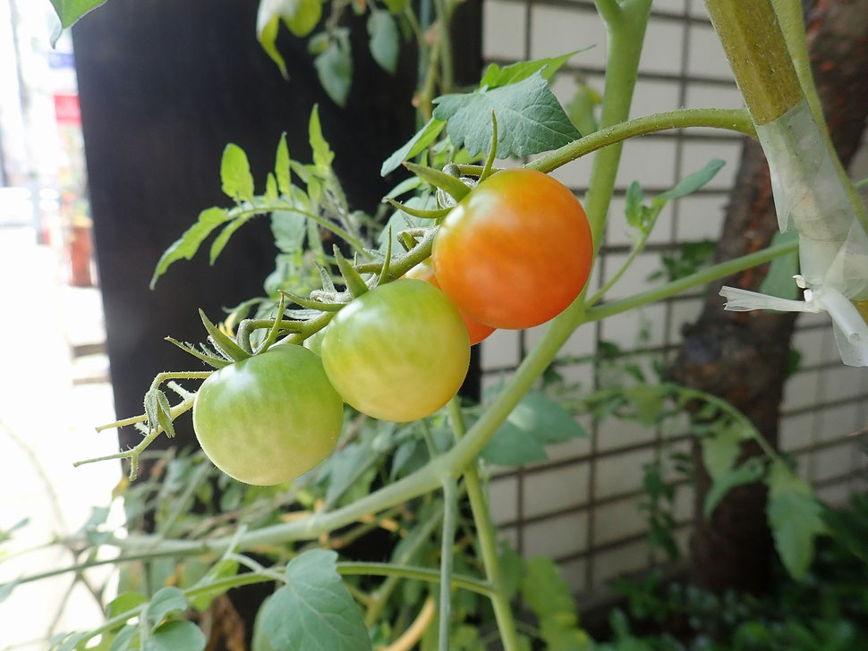 写真：つやっつやの「こあまちゃん」うちのミニトマトです
