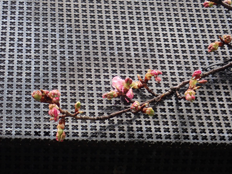 写真：2月14日咲き始めた河津桜