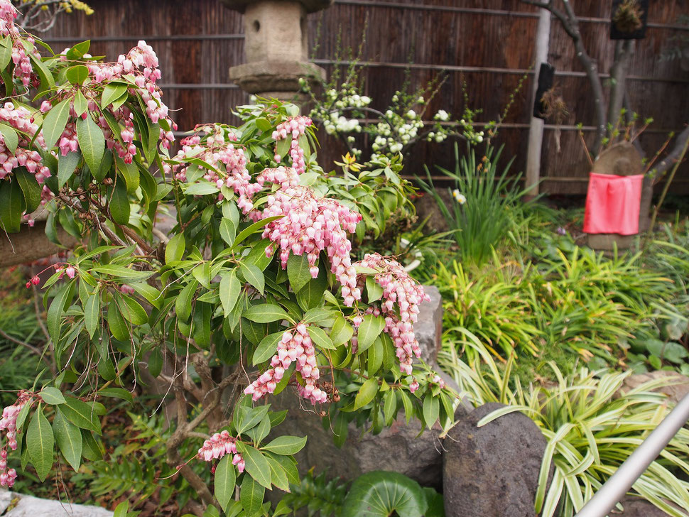 写真：神奈川大和市「常泉寺」の馬酔木