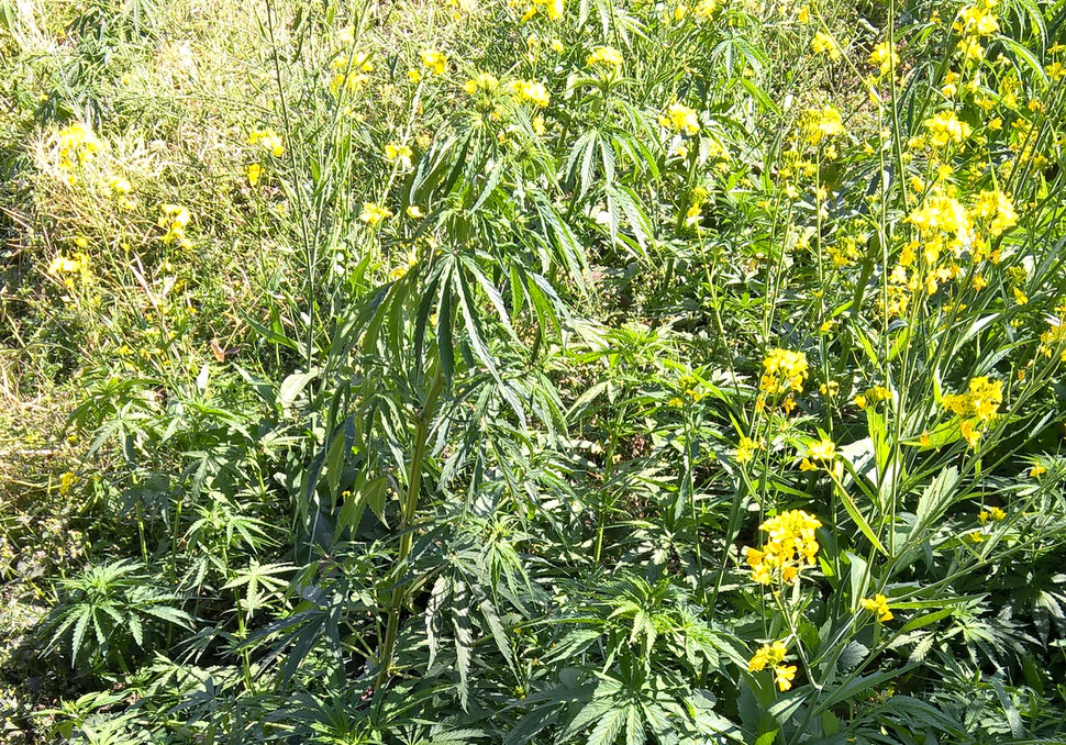 Wild Cannabis in Nepal (photo: Patrick Klapetz)