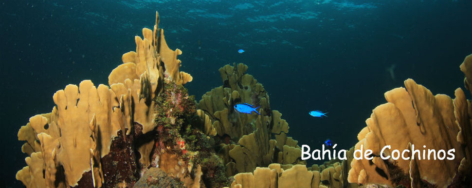 Buceo Bahía de Cochinos Cuba