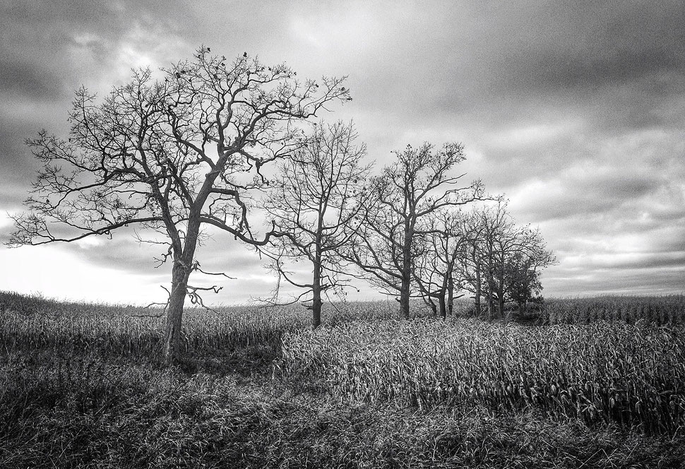 iPhone photo