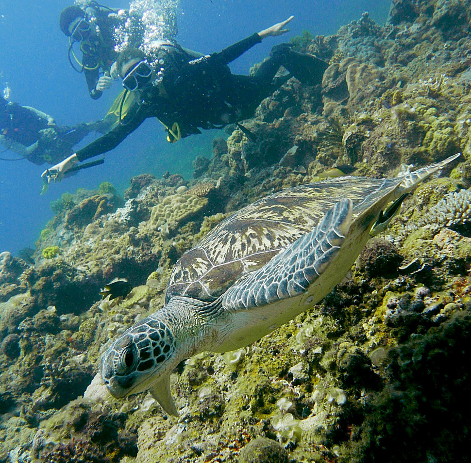 Une pose ridicule mais une rencontre avec une tortue