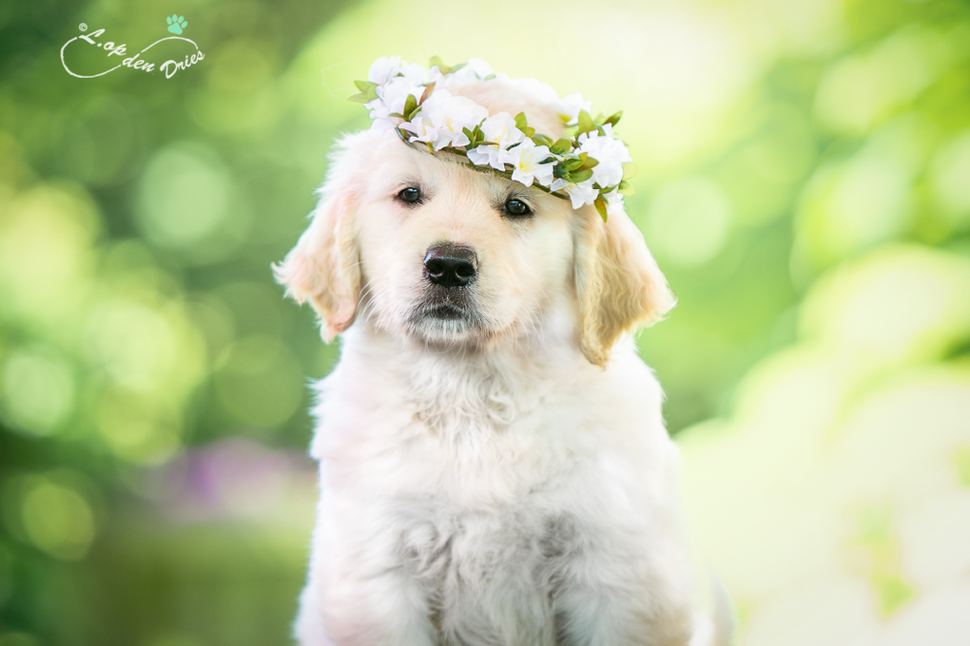 Golden Retriever puppy Zwolle. Fotograaf: Linsey op den Dries. Litter