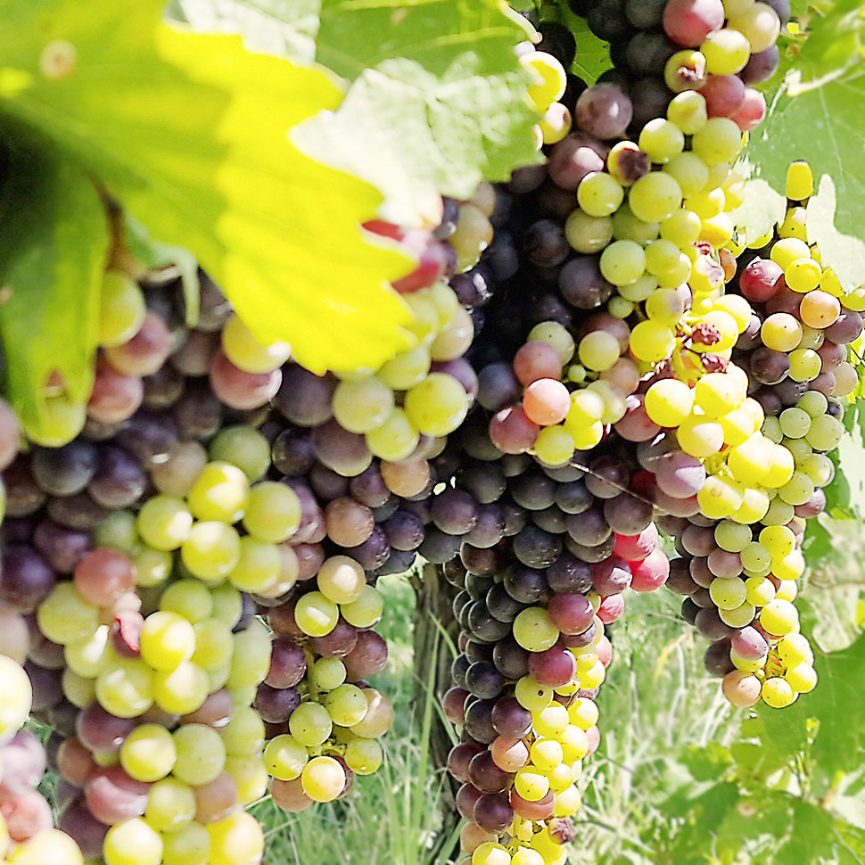 Content by TRIO-CONCEPT mit Symbolbild Weintrauben Piemont in Italien