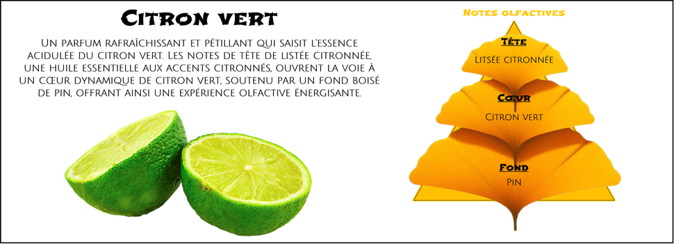 DaoZen - Découvrez le parfum pour bougies, fondants ou diffuseurs " Citron vert "