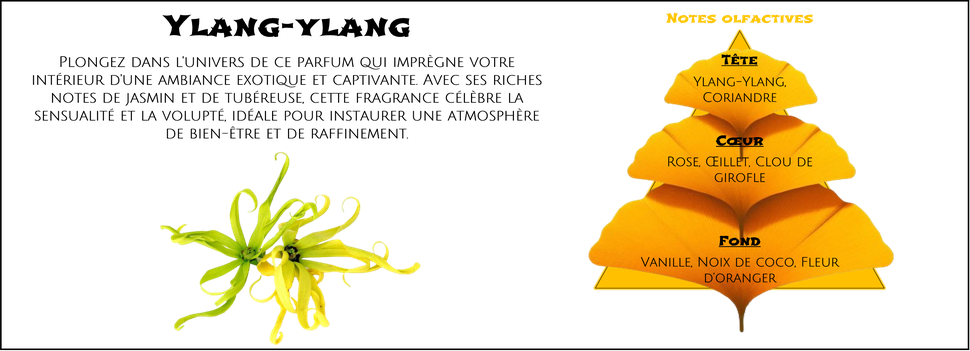 DaoZen - Découvrez le parfum pour bougies, fondants ou diffuseurs " Ylang ylang "