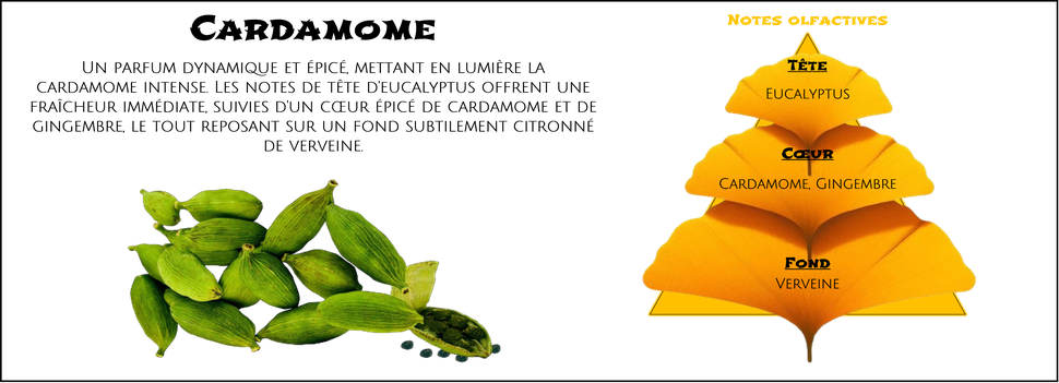 DaoZen - Découvrez le parfum pour bougies, fondants ou diffuseurs " Cardamome "