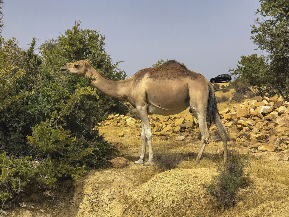 Not just goats like the fruit from the Argan trees