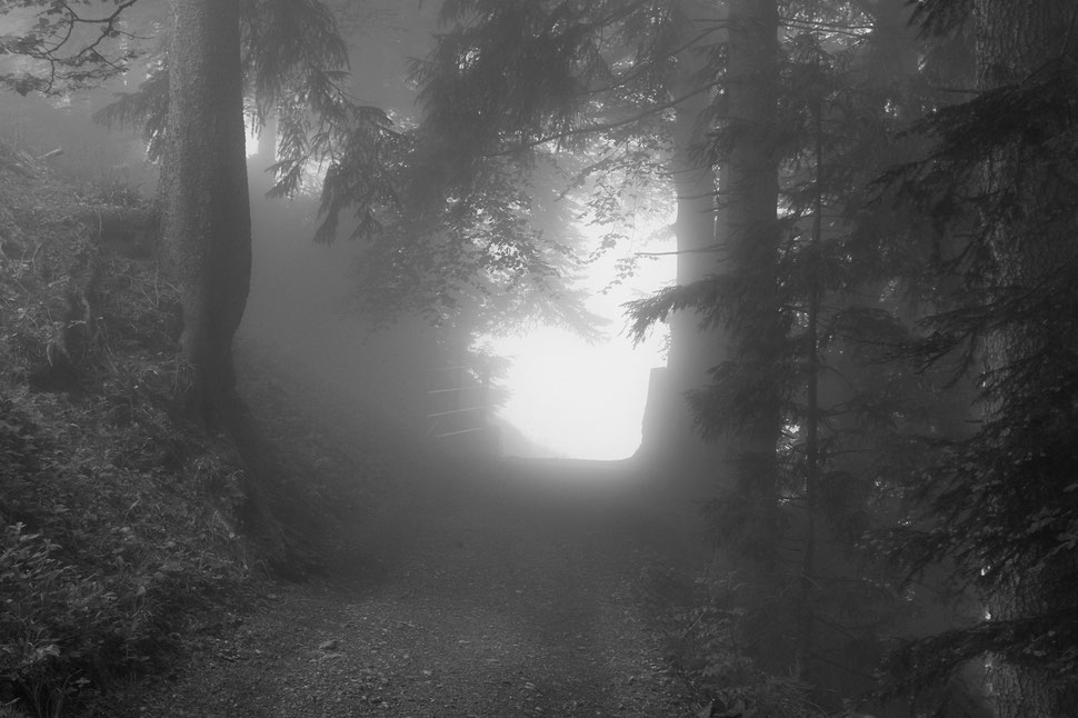 The image shows the photograph of a gravel road leading through a stretch of forest into the bright fog.