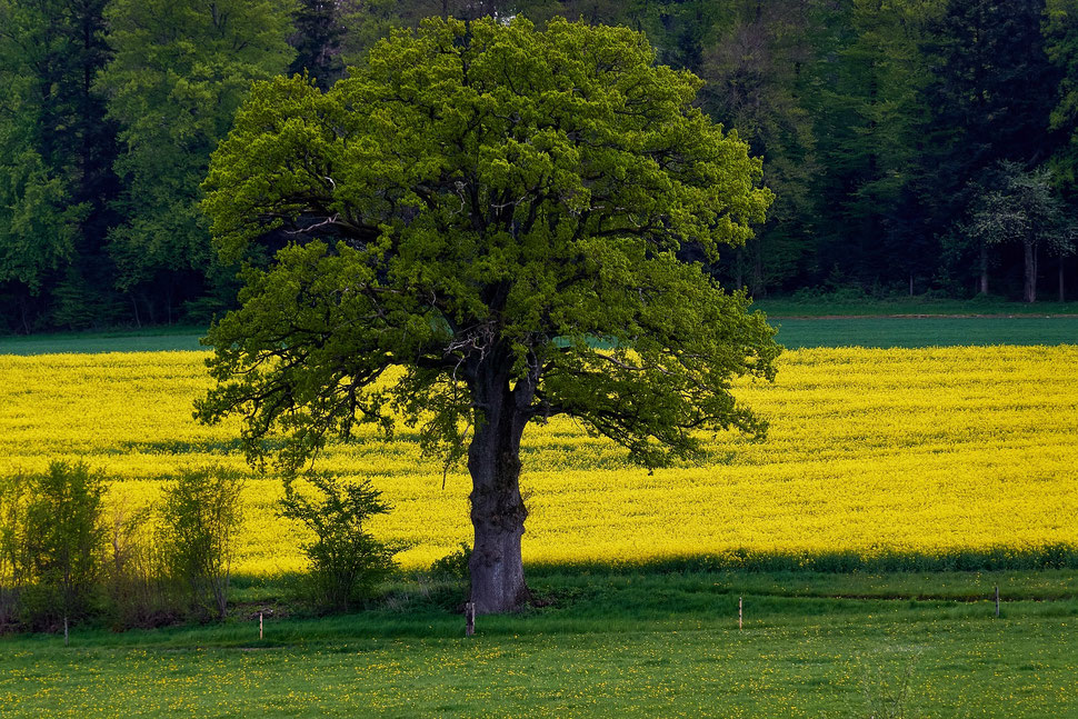 The image shows the photograph of a beautiful tree against the background of a bright yellow field of rapeseed.