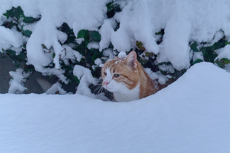 The image shows the photograph of a red and white cat peeking out from behind a pile of snow. You can only see the cat's head.