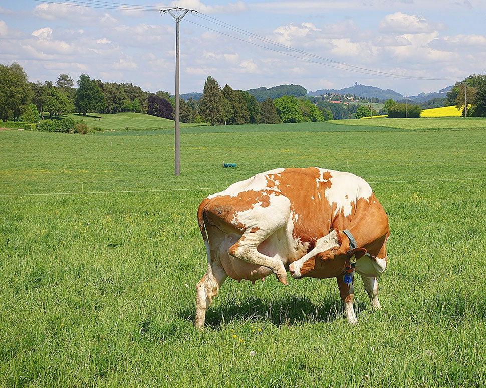 The image shows the photograph of a cow reaching with her mouth for her hind leg. The background is a countryside landscape.