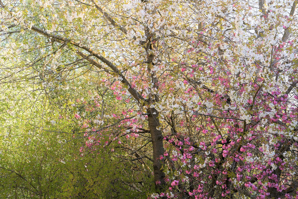 The image shows the photograph of two different trees in full bloom, one has white blossoms, the other one pink blossoms. It is a beautiful Spring morning..