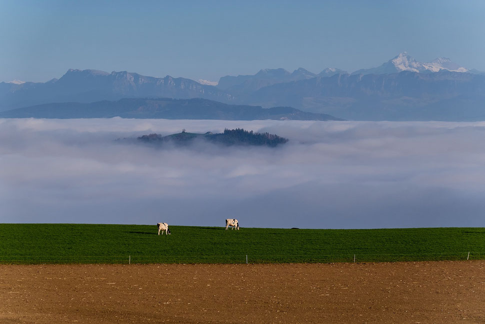 The picture shows a photo of two grazing cows (in the foreground), a sea of fog with a wooded hill (in the middle ground) and a mountain range (in the background) on a beautiful winter's day.