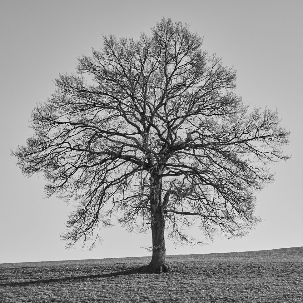 The image shows the black and white photograph of a beautiful single tree without leaves standing on a field of grass. 