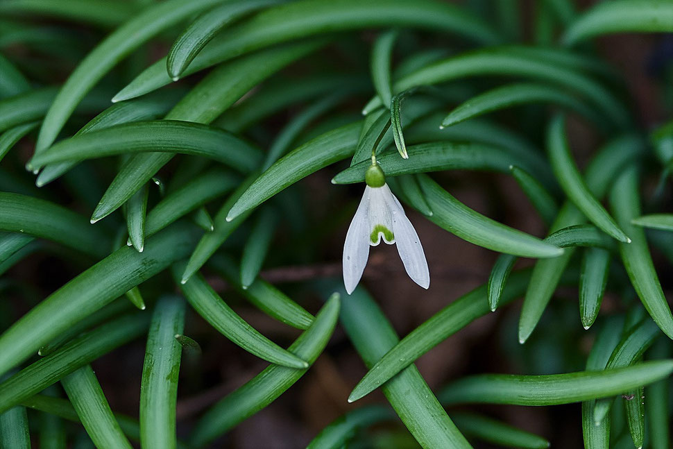 The image shows the photograph of a single snowdrop against the background of many dark green plants. 