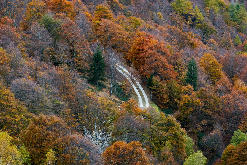 The image shows the aerial photograph of a gravel road that crosses a forest - the trees display a vast array of autumn colors. 