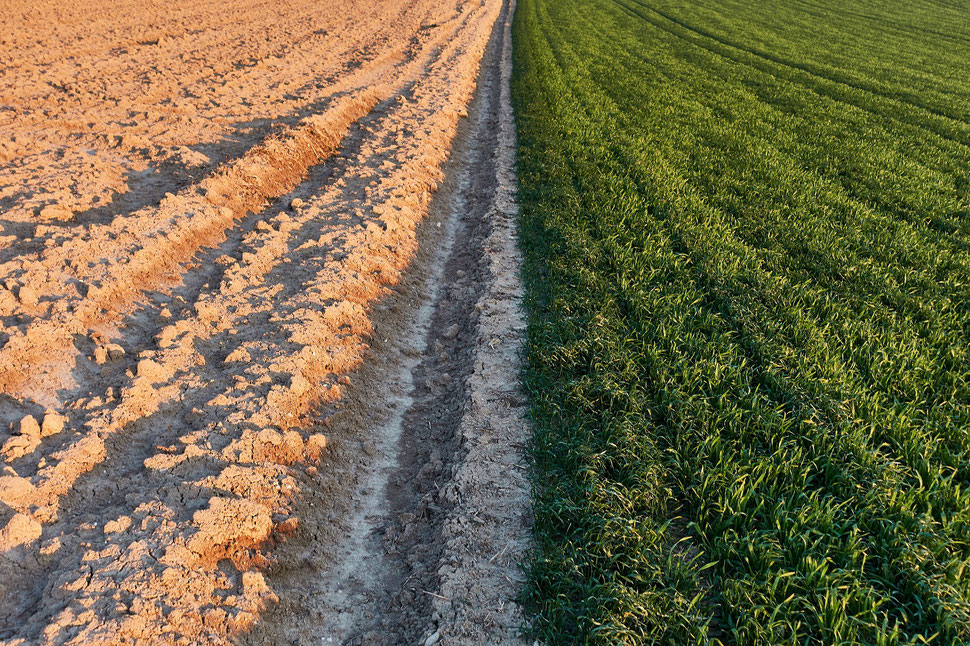 The image shows a photograph of a grass field that borders an agricultural field in evening sunlight. 