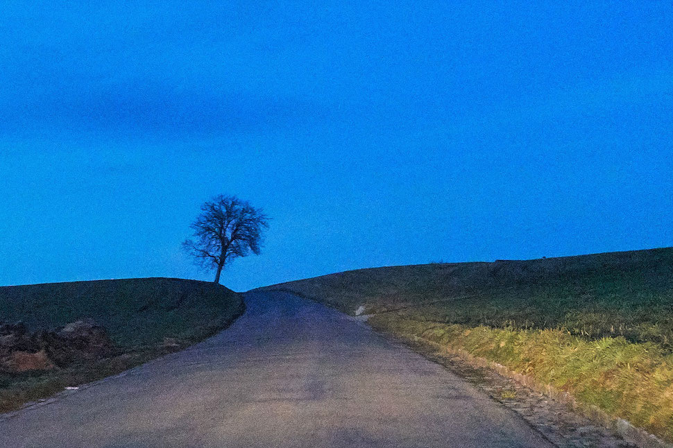 The image shows a nocturnal photograph of a road going up a hill and a tree in the light cone of a car's headlights.