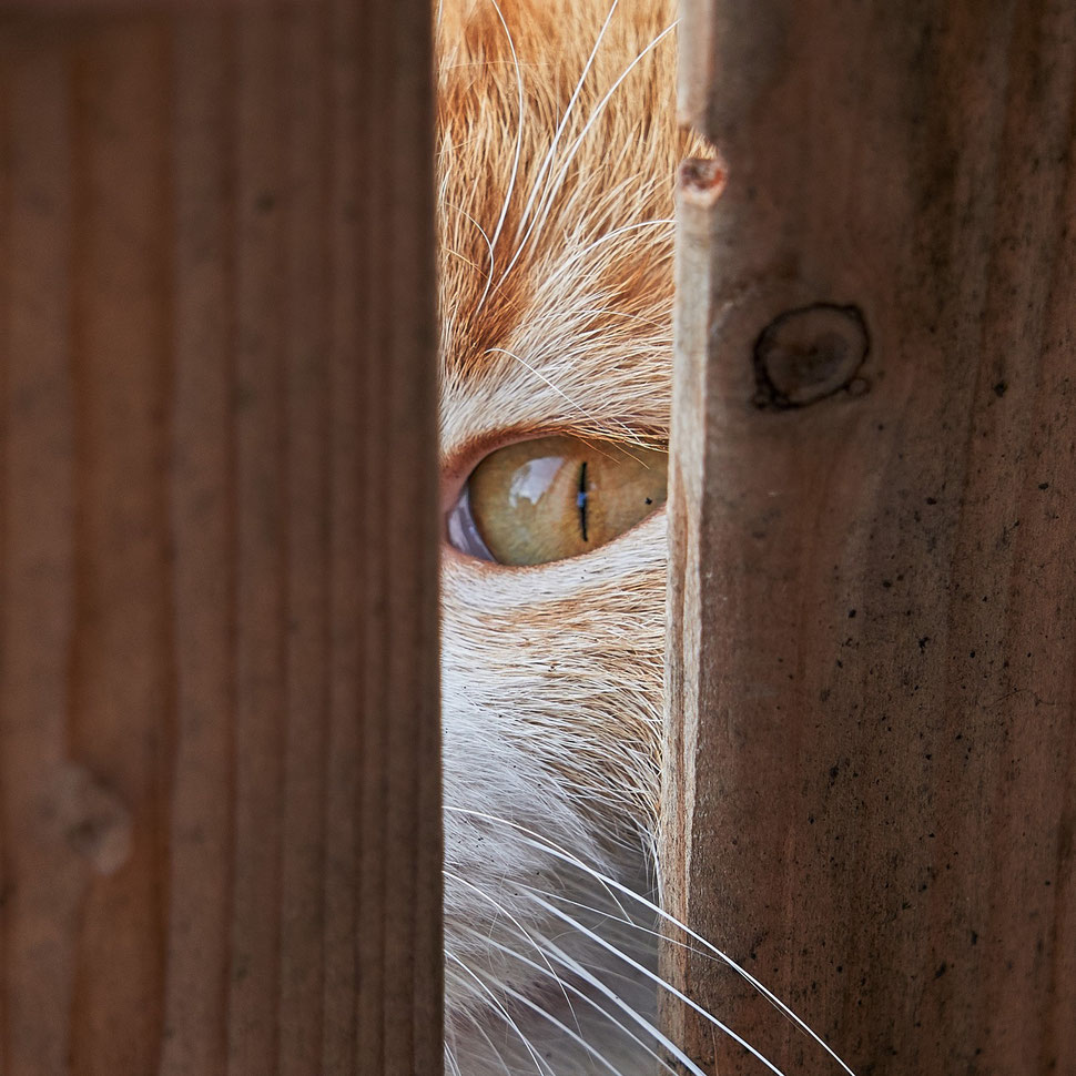 The image shows the photograph of a cat's eye peering through a slot of a wooden crate. You can also see a bit of fur and some whiskers.